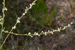 Florida beargrass